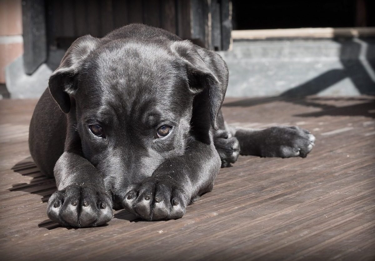 Why Sponsor an Animal